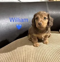 William, a male Miniature Dachshund for sale in Springfield, MO – 1 of 1