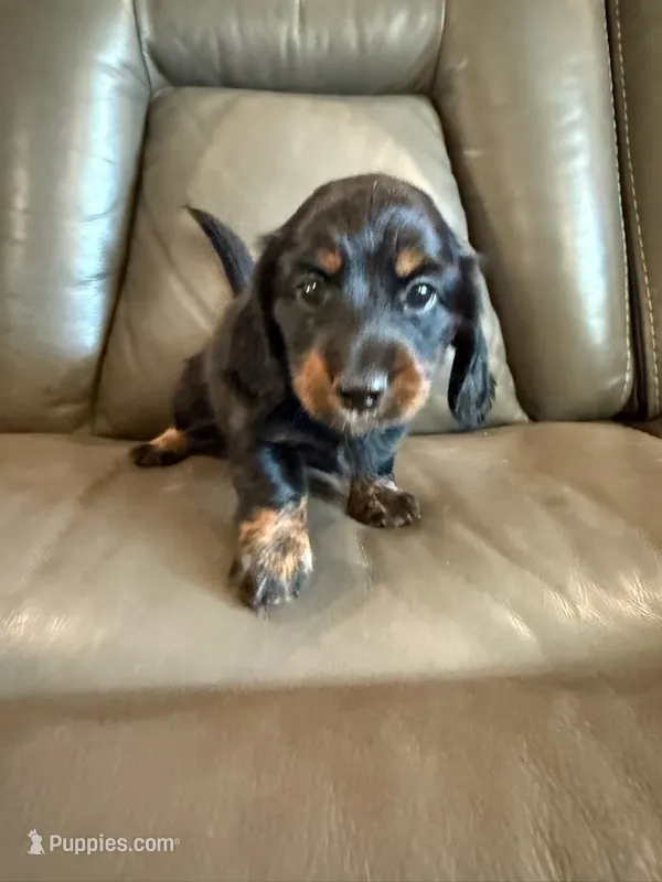 Daisy – Miniature Dachshund puppy for sale in Springfield, MO