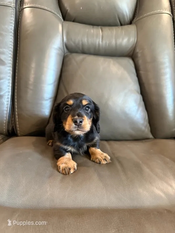 Hank Jr – Miniature Dachshund puppy for sale in Springfield, MO