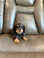 Hank Jr, a male Miniature Dachshund for sale in Springfield, MO – 1 of 1
