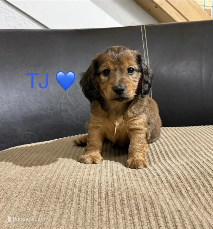 TJ – Miniature Dachshund puppy for sale in Springfield, MO
