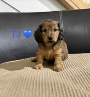 TJ, a male Miniature Dachshund for sale in Springfield, MO – 1 of 1