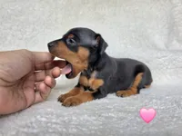 Pawla, a female Miniature Pinscher for sale in Bascom, FL – 5 of 5