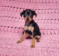 Pawla, a female Miniature Pinscher for sale in Bascom, FL – 4 of 4