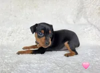 Pawla, a female Miniature Pinscher for sale in Bascom, FL – 3 of 5