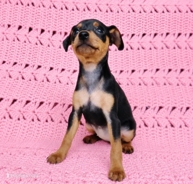 Pawla – Miniature Pinscher puppy for sale in Bascom, FL