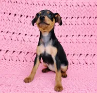 Pawla, a female Miniature Pinscher for sale in Bascom, FL – 1 of 4