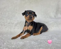 Pawla, a female Miniature Pinscher for sale in Bascom, FL – 4 of 5
