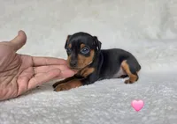 Pawla, a female Miniature Pinscher for sale in Bascom, FL – 2 of 5