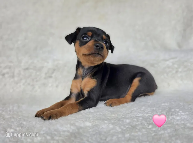 Pawla – Miniature Pinscher puppy for sale in Bascom, FL
