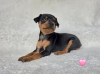 Pawla, a female Miniature Pinscher for sale in Bascom, FL – 1 of 5