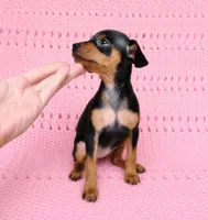 Pawla, a female Miniature Pinscher for sale in Bascom, FL – 2 of 4