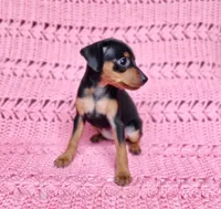 Pawla, a female Miniature Pinscher for sale in Bascom, FL – 3 of 4
