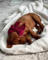 Winnie, a female Irish Setter for sale in Danville, VT – Photo 3 of 3