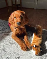 Winnie, a female Irish Setter for sale in Danville, VT – Photo 1 of 3