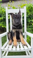 Dixie, a female German Shepherd Dog for sale in Montezuma, GA – 3 of 4