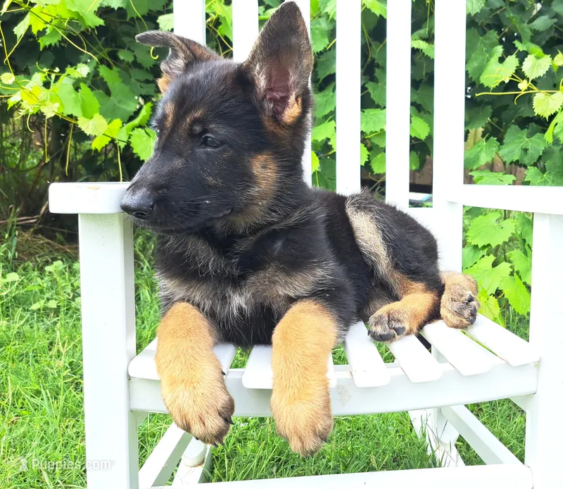 Dixie, a female German Shepherd Dog for sale in Montezuma, GA – 1 of 4