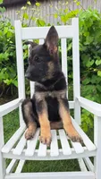 Dixie, a female German Shepherd Dog for sale in Montezuma, GA – 4 of 4
