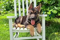 Bobby, a male German Shepherd Dog for sale in Montezuma, GA – 2 of 3