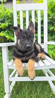 Dixie, a female German Shepherd Dog for sale in Montezuma, GA – 2 of 4