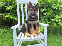 Bobby, a male German Shepherd Dog for sale in Montezuma, GA – 1 of 3