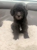 White paw , a male Poodle - Miniature  for sale in Marlboro Township, NJ – 2 of 8
