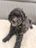 White paw , a male Poodle - Miniature  for sale in Marlboro Township, NJ – 6 of 8