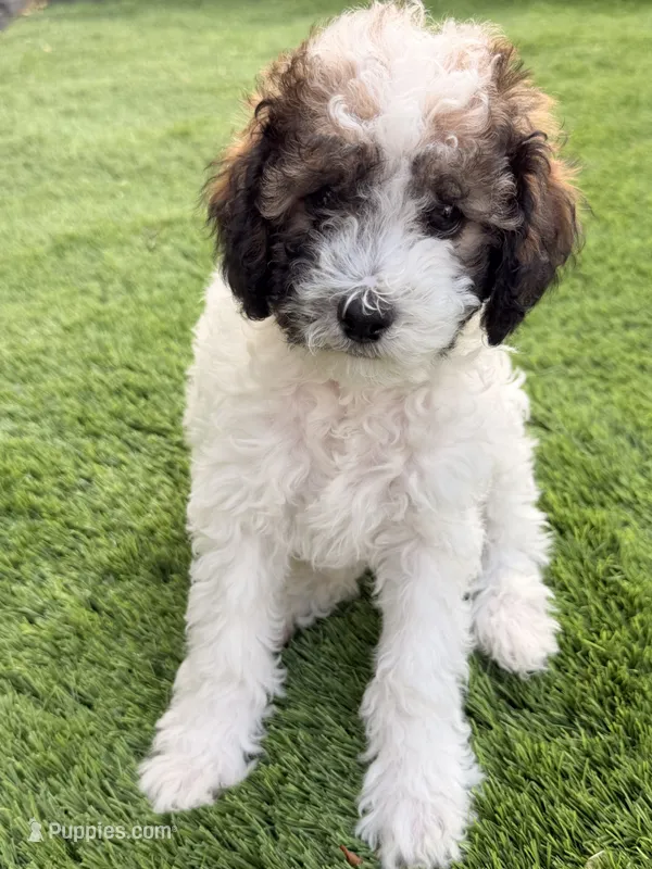 Milky Way  – Poodle - Miniature  puppy for sale in Marlboro Township, NJ