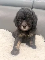 Ham, a male Poodle - Miniature  for sale in Marlboro Township, NJ – 3 of 4