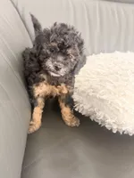 Doc, a male Poodle - Miniature  for sale in Marlboro Township, NJ – 2 of 4