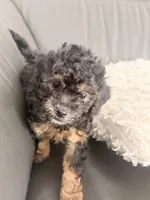 Doc, a male Poodle - Miniature  for sale in Marlboro Township, NJ – 3 of 4