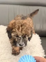 Cookie , a male Poodle - Miniature  for sale in Marlboro Township, NJ – 3 of 5