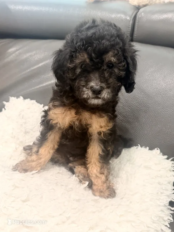 Doc – Poodle - Miniature  puppy for sale in Marlboro Township, NJ