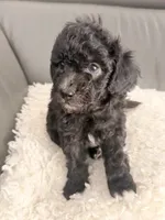 White paw , a male Poodle - Miniature  for sale in Marlboro Township, NJ – 8 of 8