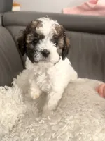 Milky Way , a male Poodle - Miniature  for sale in Marlboro Township, NJ – 5 of 6