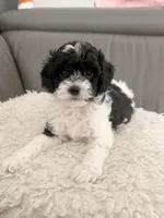 Oreo, a male Poodle - Miniature  for sale in Marlboro Township, NJ – 4 of 4