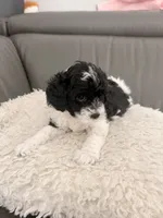Oreo, a male Poodle - Miniature  for sale in Marlboro Township, NJ – 2 of 4