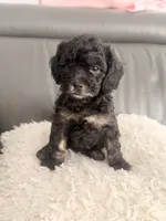 Ham, a male Poodle - Miniature  for sale in Marlboro Township, NJ – 2 of 4