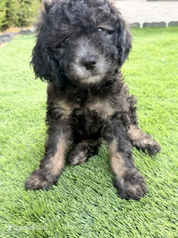 Ham – Poodle - Miniature  puppy for sale in Marlboro Township, NJ