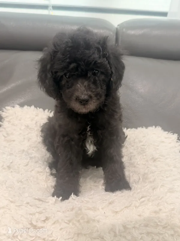 White paw  – Poodle - Miniature  puppy for sale in Marlboro Township, NJ