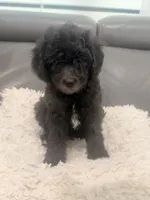 White paw , a male Poodle - Miniature  for sale in Marlboro Township, NJ – 1 of 8