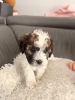 Milky Way , a male Poodle - Miniature  for sale in Marlboro Township, NJ – 4 of 6