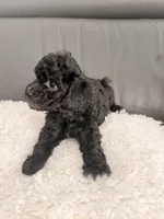 White paw , a male Poodle - Miniature  for sale in Marlboro Township, NJ – 7 of 8