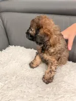 Cookie , a male Poodle - Miniature  for sale in Marlboro Township, NJ – 2 of 5