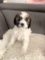 Milky Way , a male Poodle - Miniature  for sale in Marlboro Township, NJ – 2 of 6