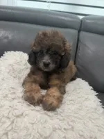 Cookie , a male Poodle - Miniature  for sale in Marlboro Township, NJ – 1 of 5