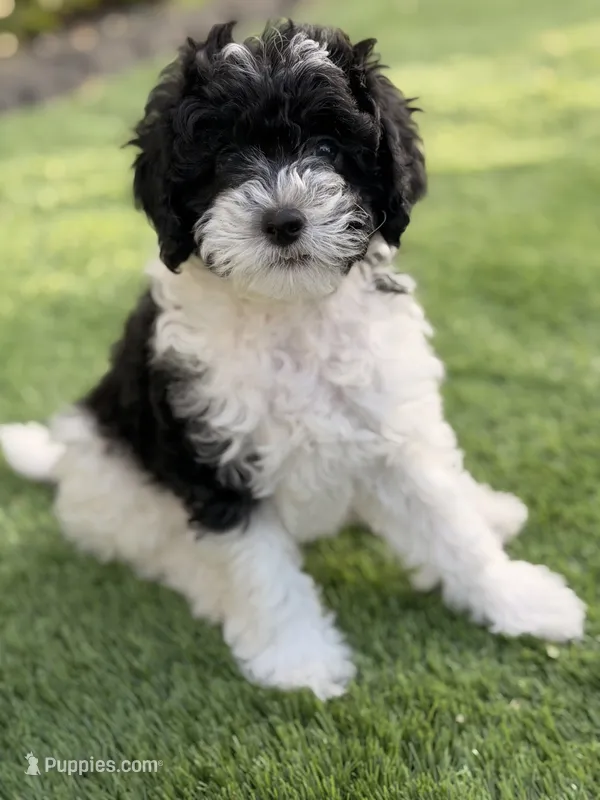 Oreo – Poodle - Miniature  puppy for sale in Marlboro Township, NJ