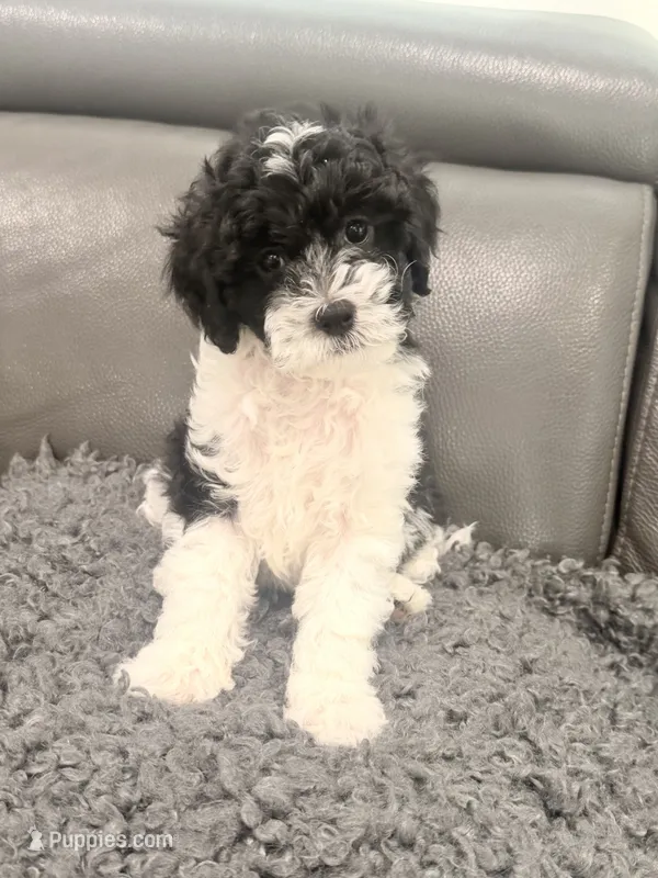 Oreo – Poodle - Miniature  puppy for sale in Marlboro Township, NJ