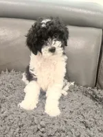 Oreo, a male Poodle - Miniature  for sale in Marlboro Township, NJ – 1 of 4