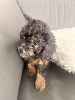 Doc, a male Poodle - Miniature  for sale in Marlboro Township, NJ – 4 of 4